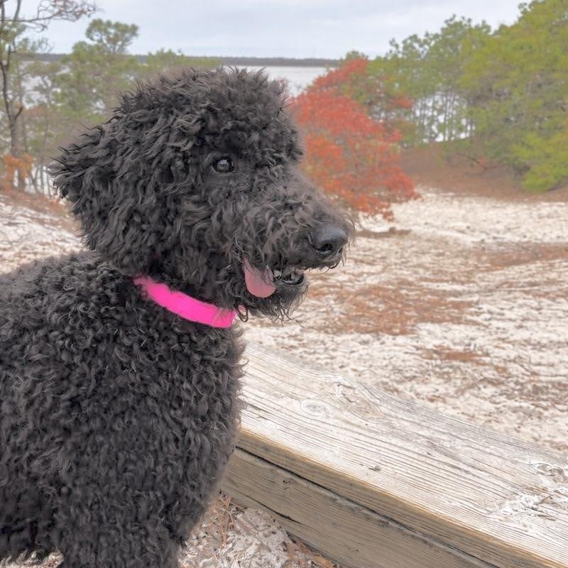 Enlarge POPPY-NORTH CAROLINA, a Adoptable Goldendoodle in WILMINGTON, NC image 5/6
