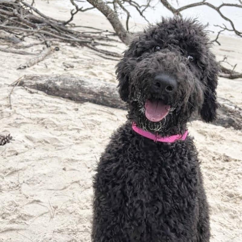 Enlarge POPPY-NORTH CAROLINA, a Adoptable Goldendoodle in WILMINGTON, NC image 4/6
