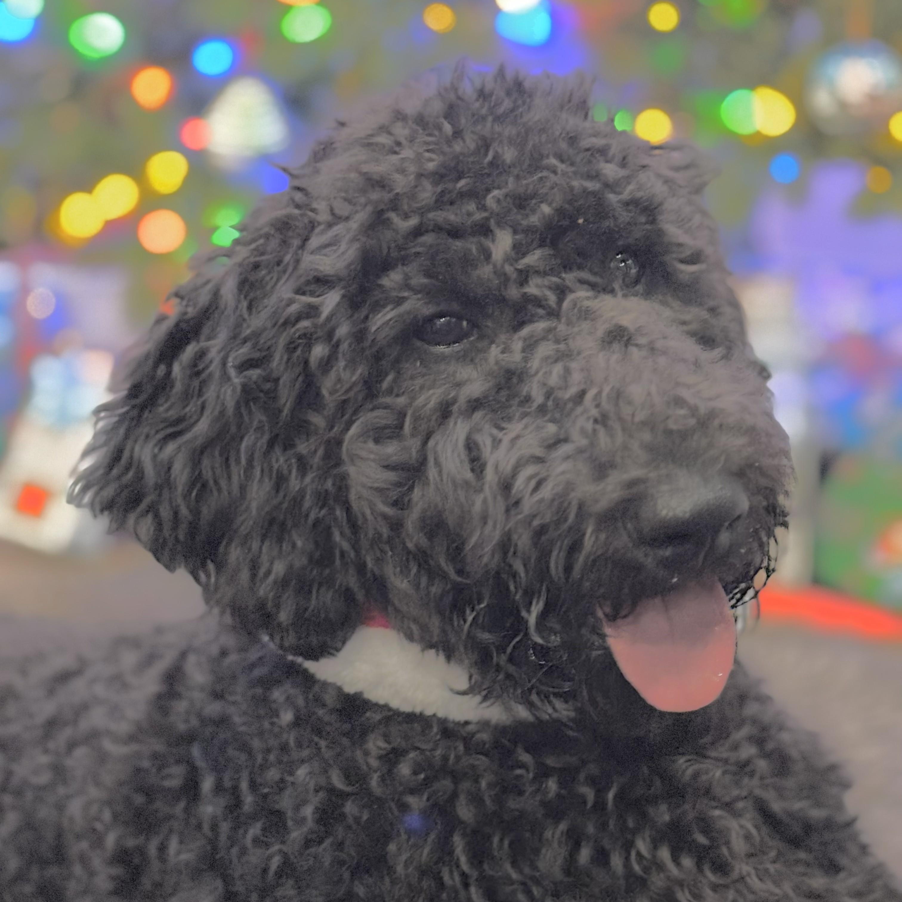 Enlarge POPPY-NORTH CAROLINA, a Adoptable Goldendoodle in WILMINGTON, NC image 3/6