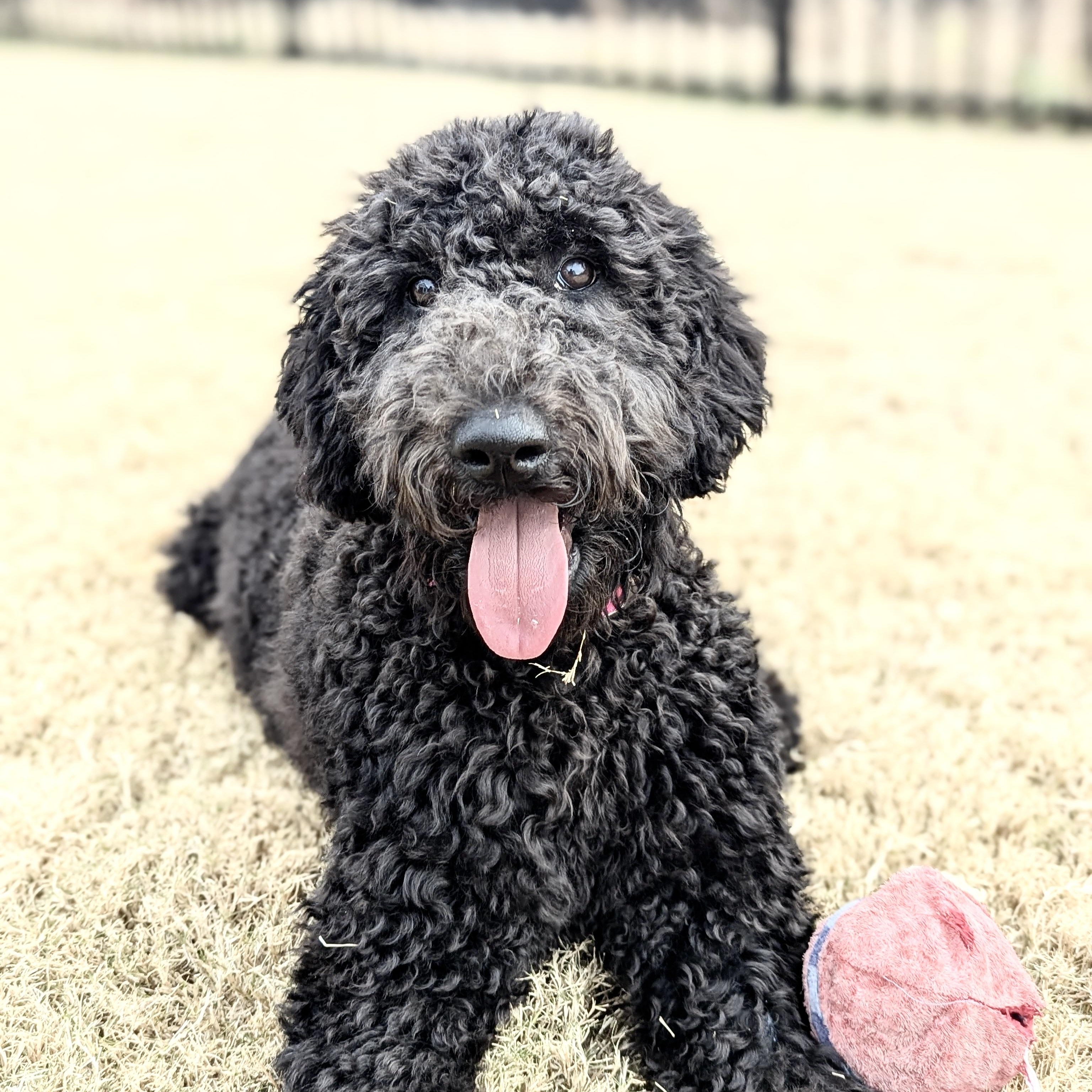 POPPY-NORTH CAROLINA, Adoptable, Puppy Female Goldendoodle.