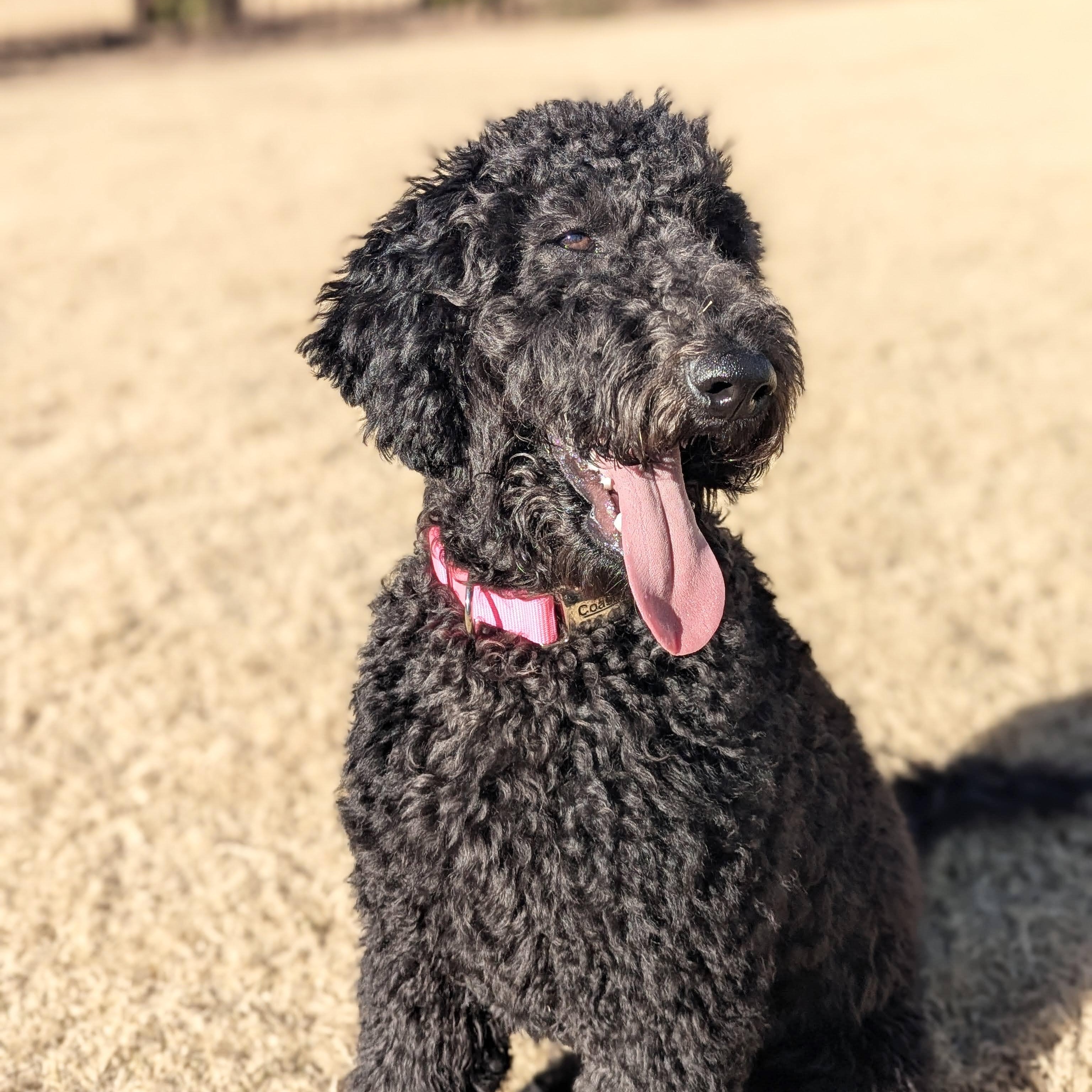 Enlarge POPPY-NORTH CAROLINA, a Adoptable Goldendoodle in WILMINGTON, NC image 2/6