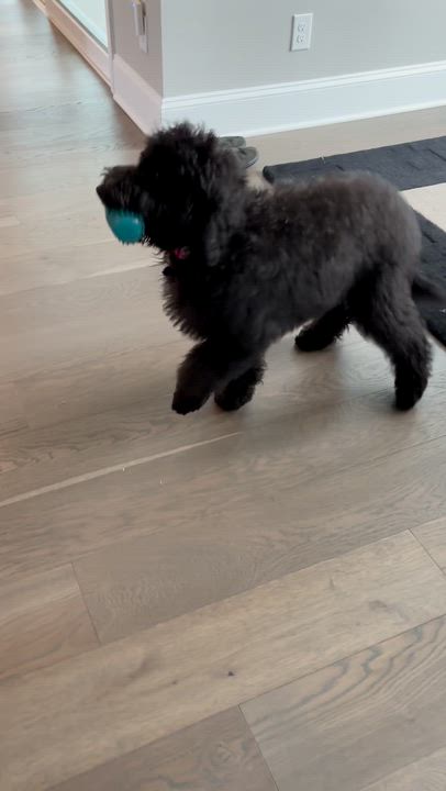 Enlarge POPPY-NORTH CAROLINA, a Adoptable Goldendoodle in WILMINGTON, NC video 6/6