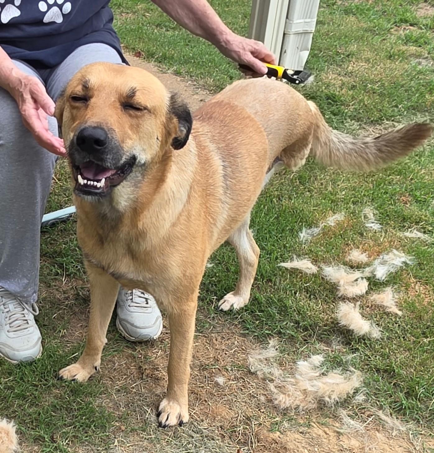 Lottie, ADOPTABLE, Young Female Shepherd.
