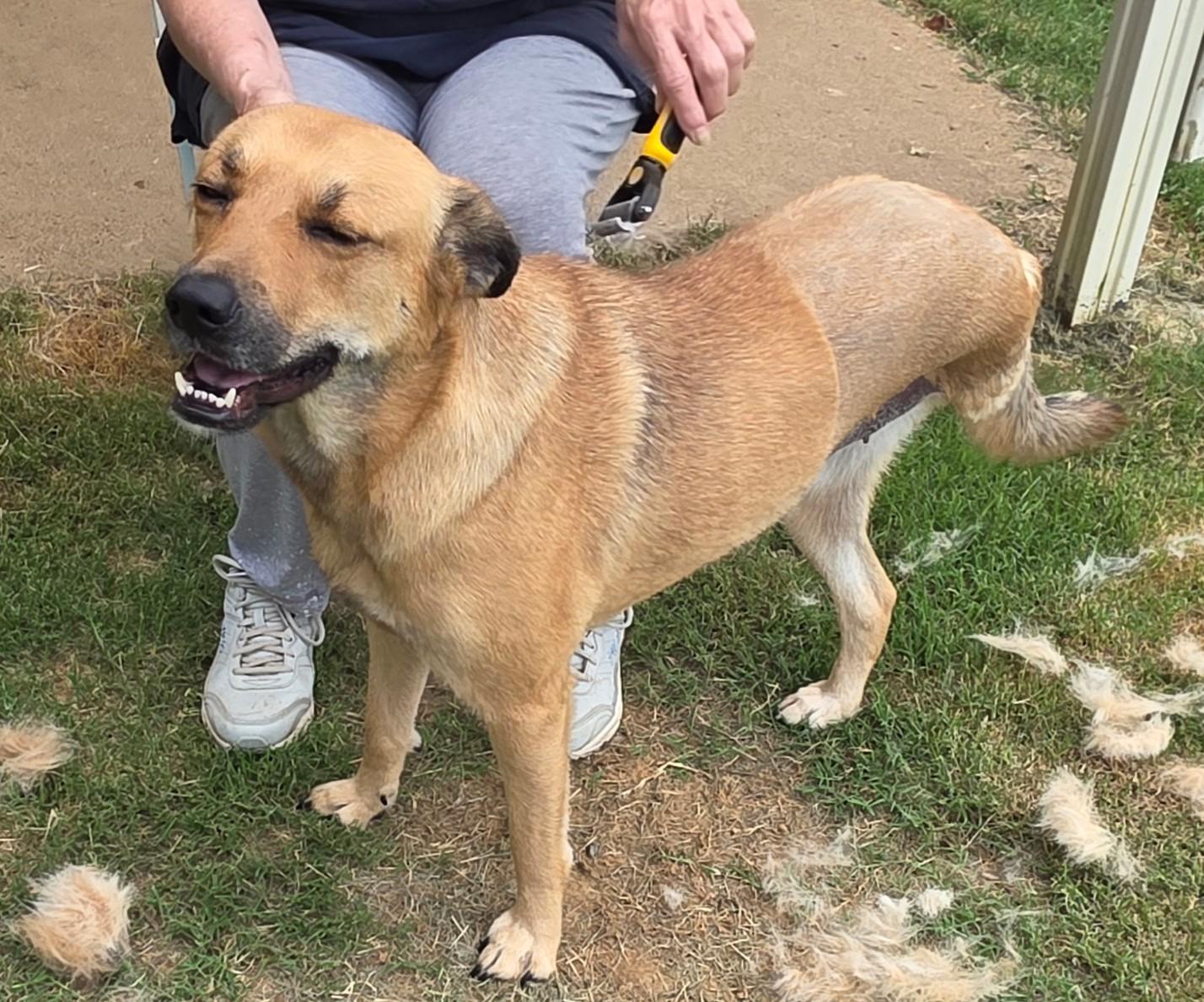 Lottie, a ADOPTABLE mixed breed in Arlington, TN image 2/3