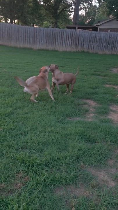 Enlarge Lottie, a ADOPTABLE mixed breed in Arlington, TN video 3/3