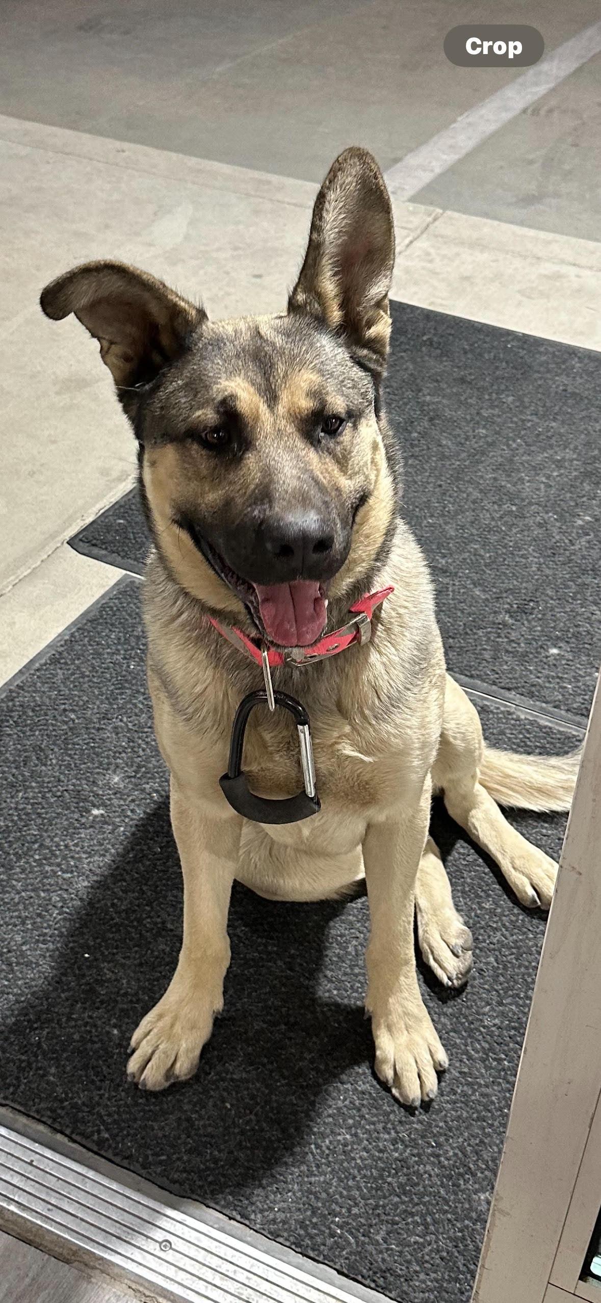 Max, a Adoptable German Shepherd Dog in Hesperia, CA image 3/4