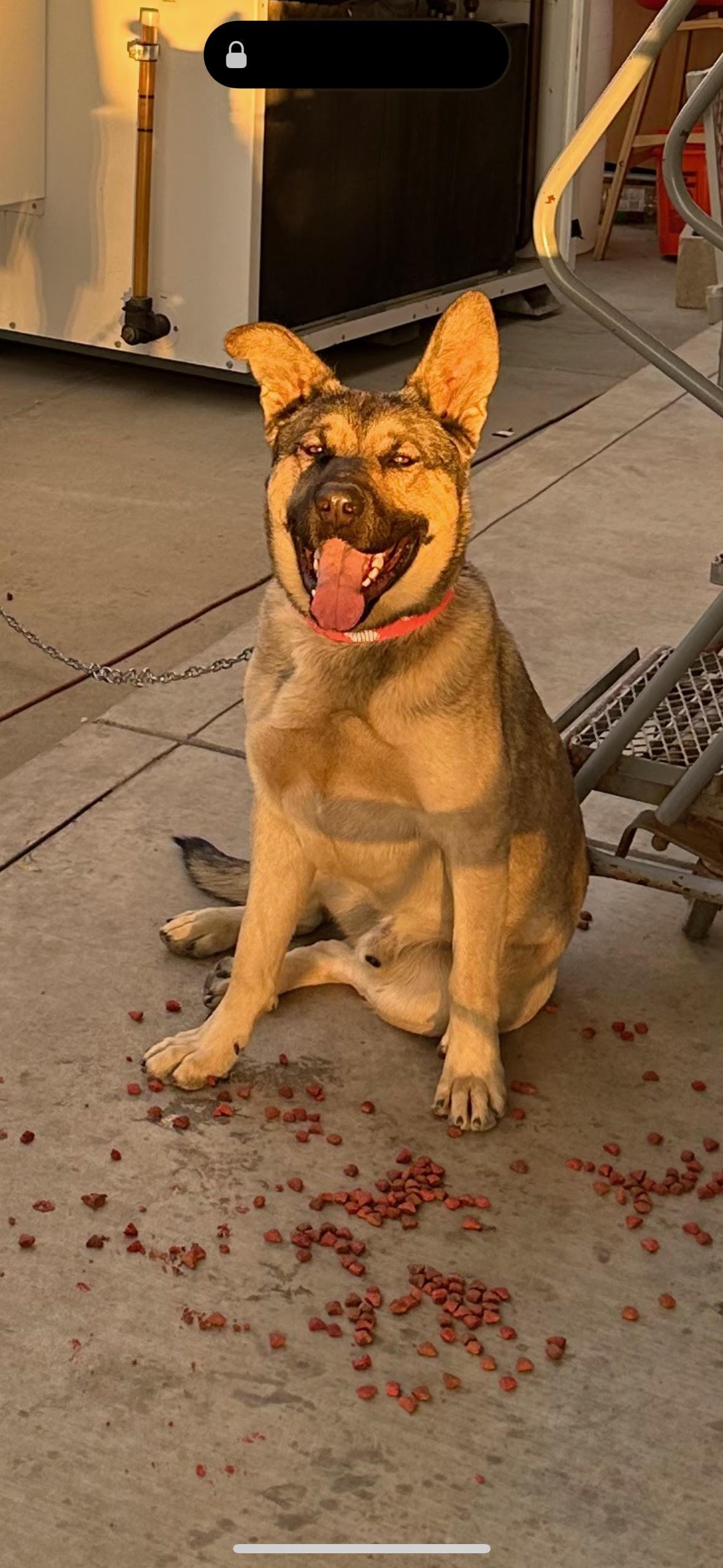 Max, a Adoptable German Shepherd Dog in Hesperia, CA image 4/4