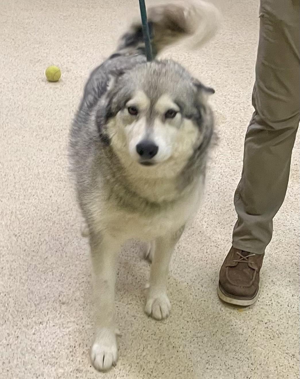 Duke
