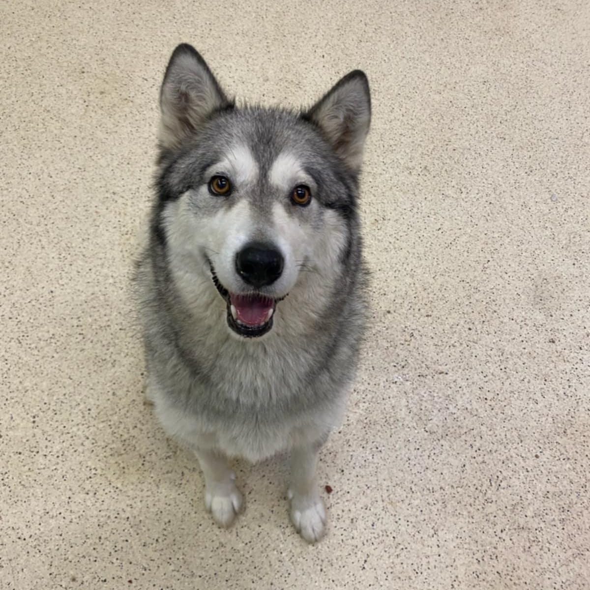Duke