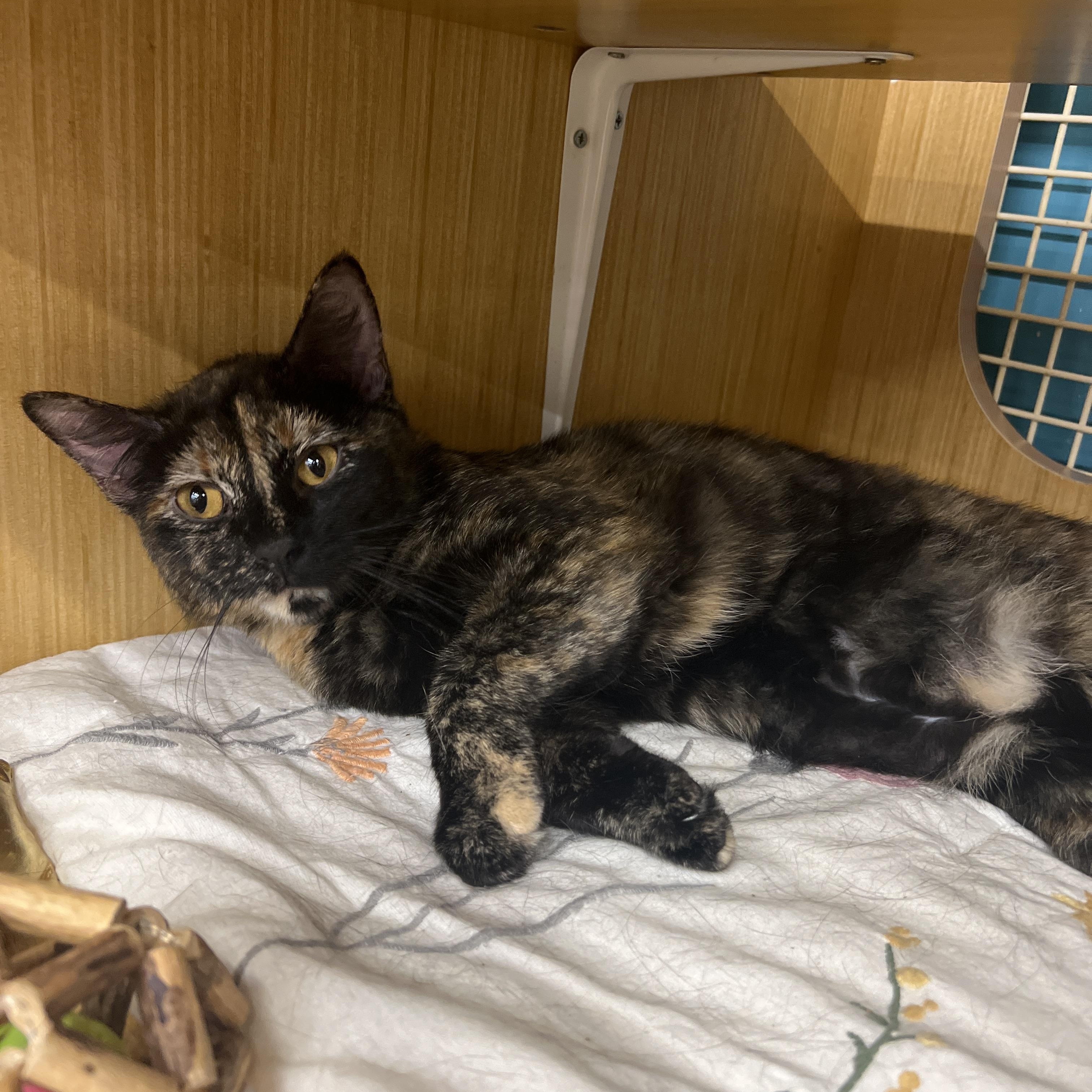 Cammy, adopted, Young Female Domestic Short Hair.