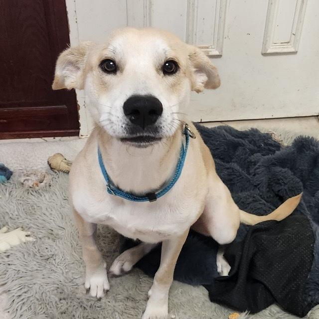 Sitka, Adoptable, Young Female Labrador Retriever.