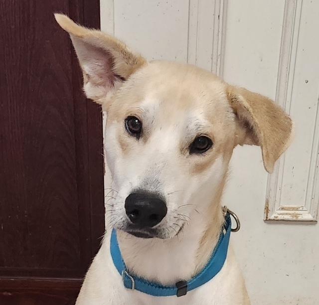 Enlarge Sitka, a Adoptable mixed breed in Dallas, TX image 2/4