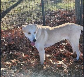 Enlarge Sitka, a Adoptable mixed breed in Dallas, TX image 3/4