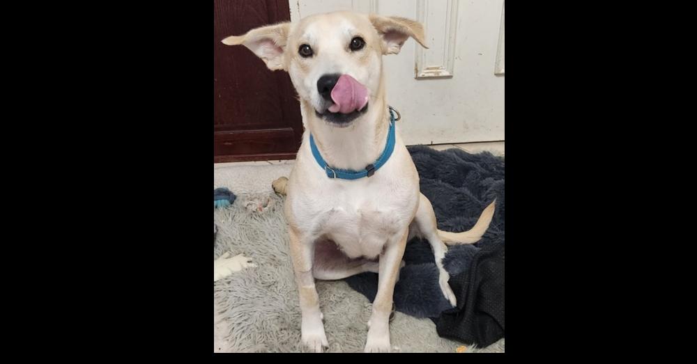 Enlarge Sitka, a Adoptable mixed breed in Dallas, TX image 4/4