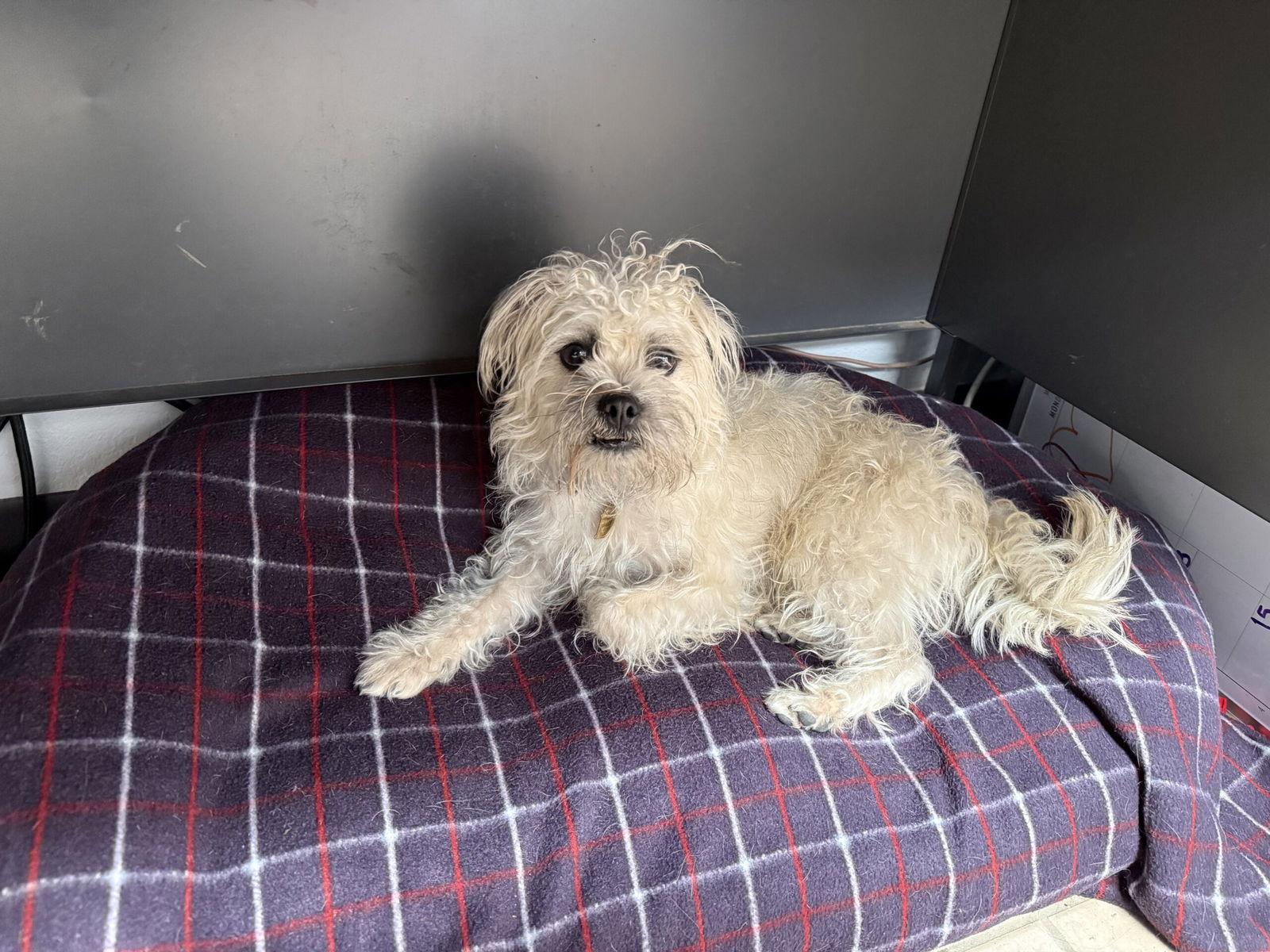 Enlarge Reggie, a Adopted Terrier in Seal Beach, CA image 2/3