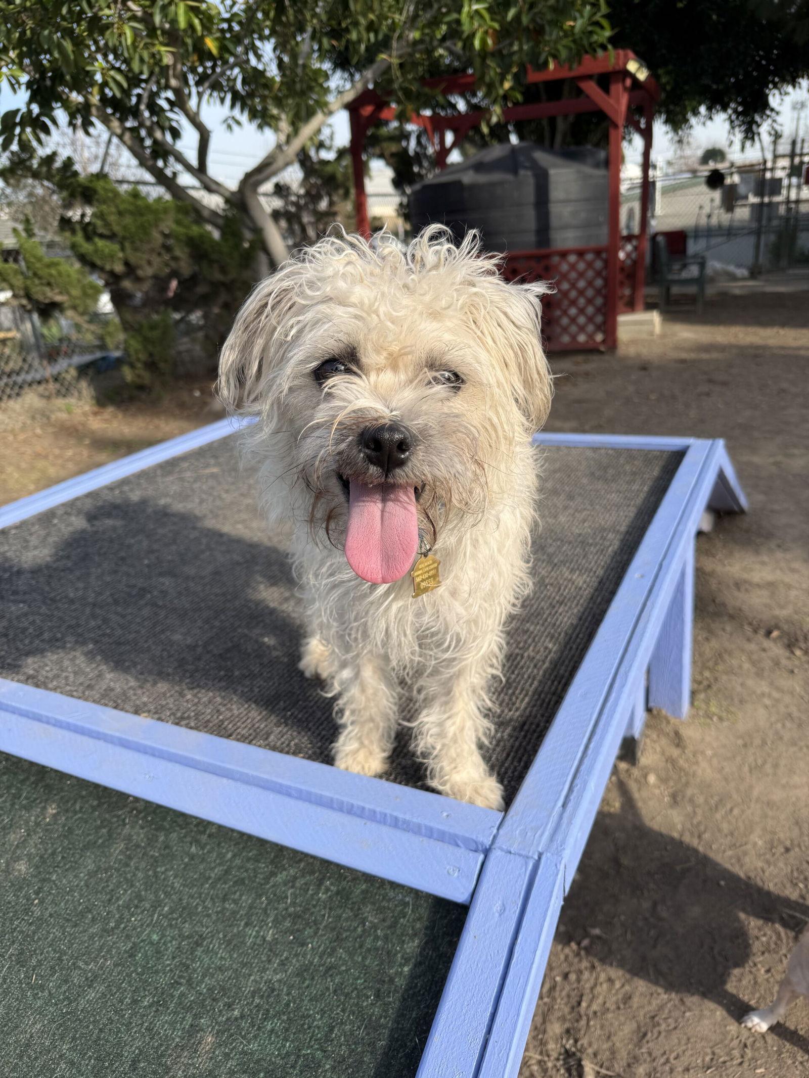 Enlarge Reggie, a Adopted Terrier in Seal Beach, CA image 3/3