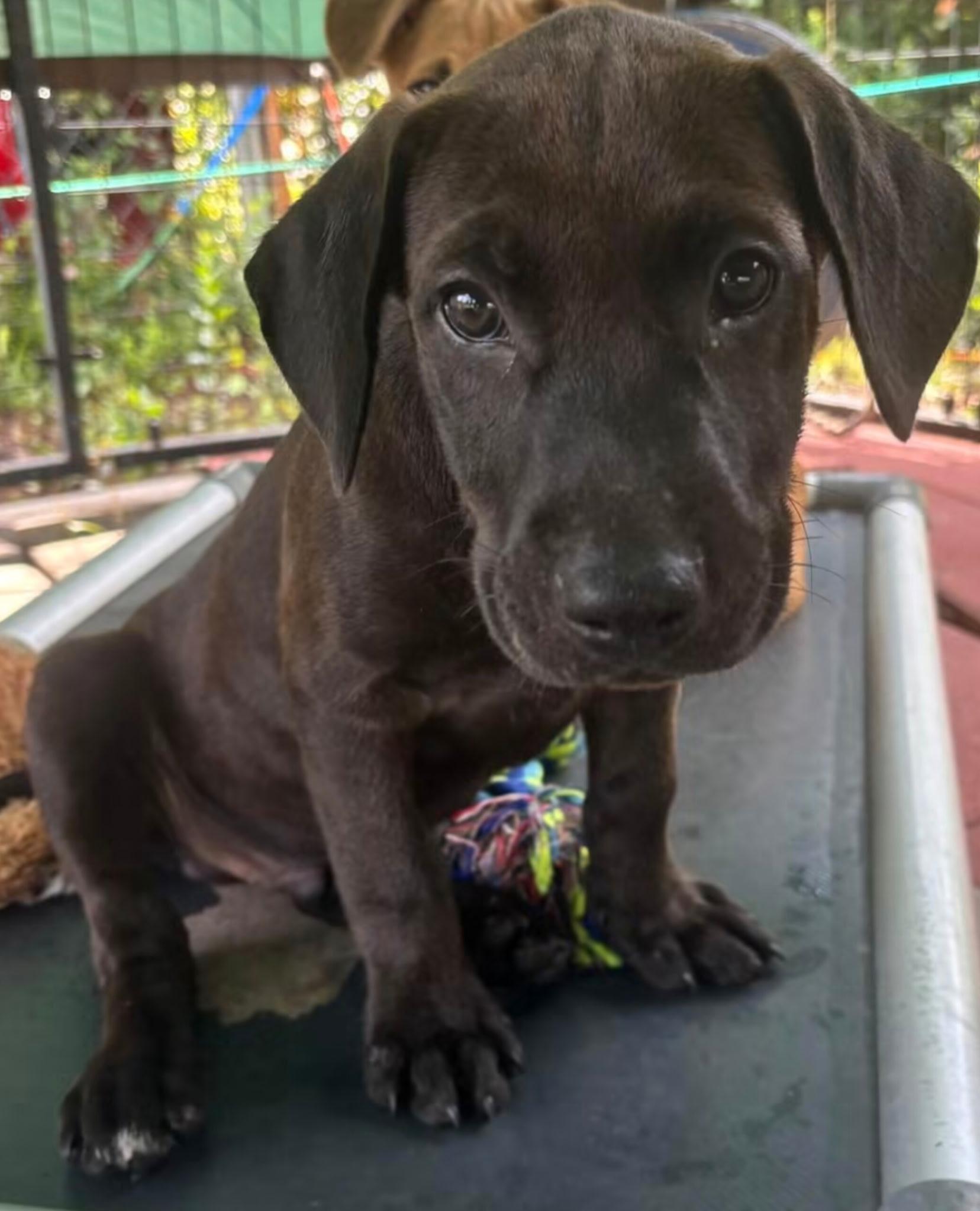 Enlarge Hersey, a Adopted mixed breed in Hortense, GA image 2/3