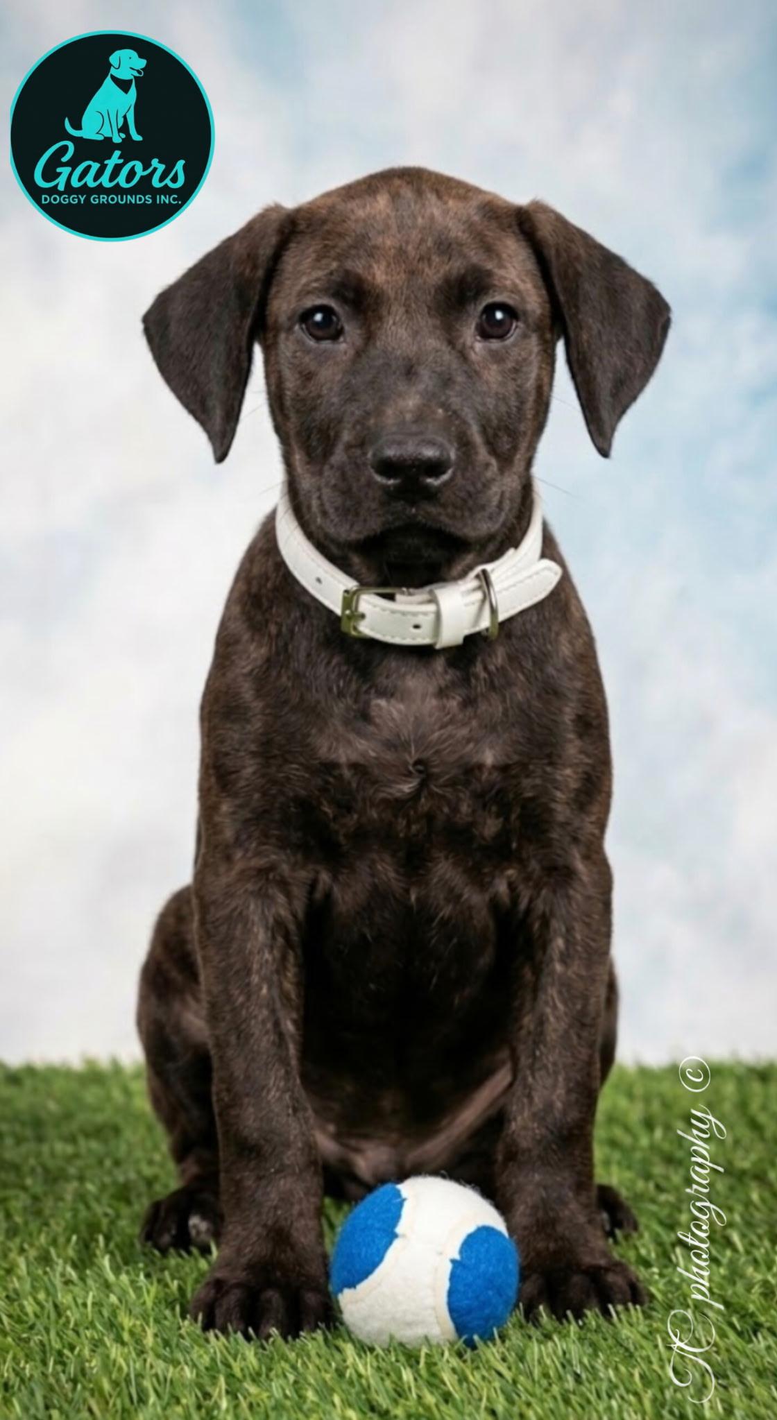 Enlarge Hersey, a Adopted mixed breed in Hortense, GA image 1/3