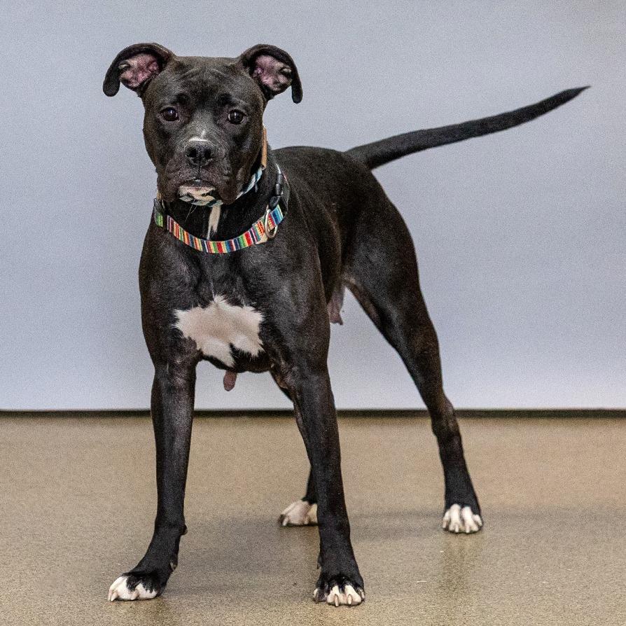 Baby Girl, Adoptable, Young Female Boxer & Mixed Breed.
