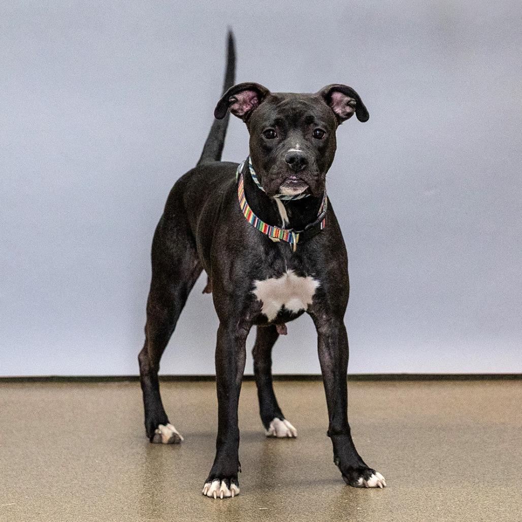 Enlarge Baby Girl, a Adoptable mixed breed in Council Bluffs, IA image 2/2