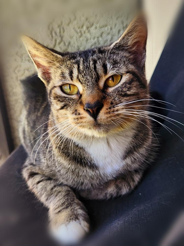 Enlarge Cheyenne, a Adoptable mixed breed in Brandon, FL image 2/4