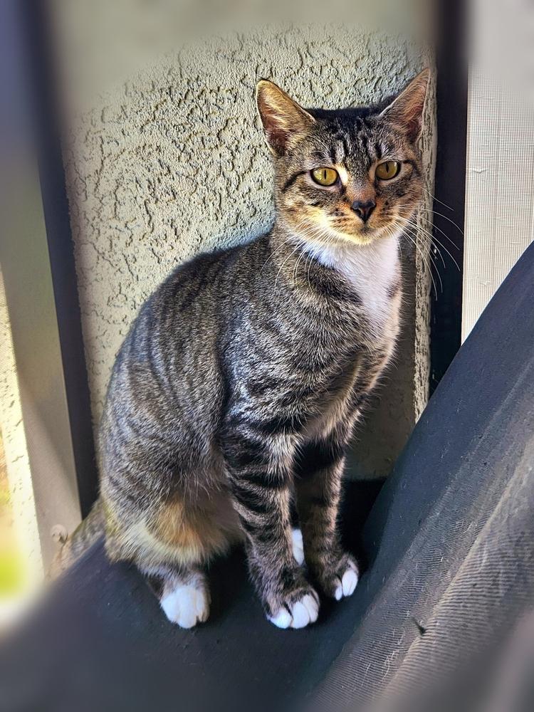 Enlarge Cheyenne, a Adoptable mixed breed in Brandon, FL image 3/4