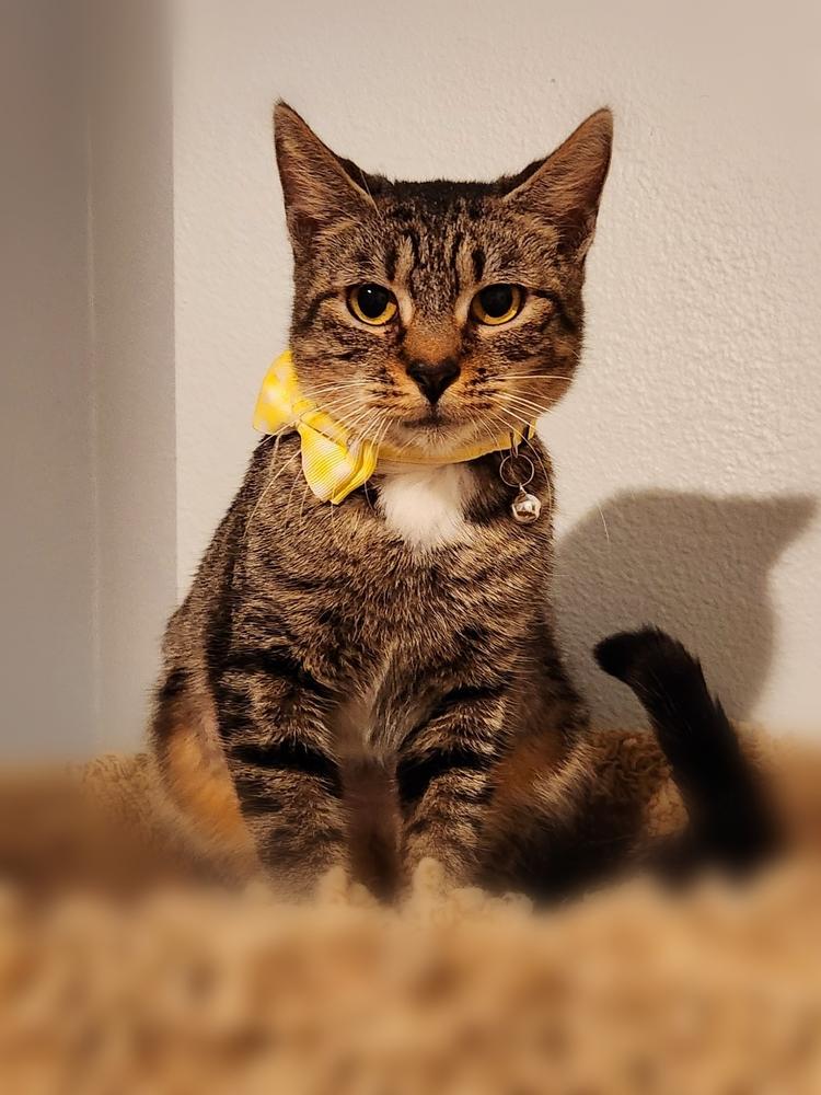 Enlarge Cheyenne, a Adoptable mixed breed in Brandon, FL image 4/4