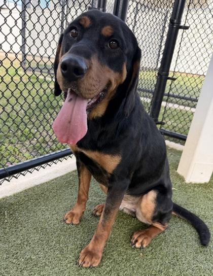 Enlarge David, a Adoptable mixed breed in Daphne, AL image 1/3