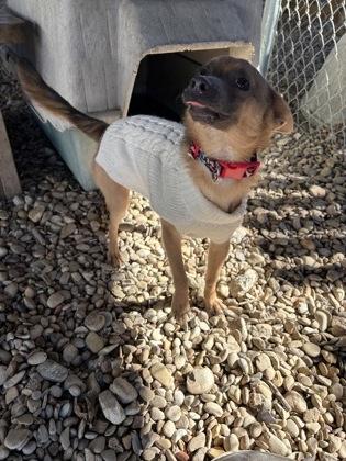 Scrappy, adoptable, Adult Male Chihuahua.