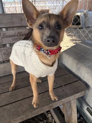 Scrappy, an adoptable Chihuahua in Plano, TX image 2/2