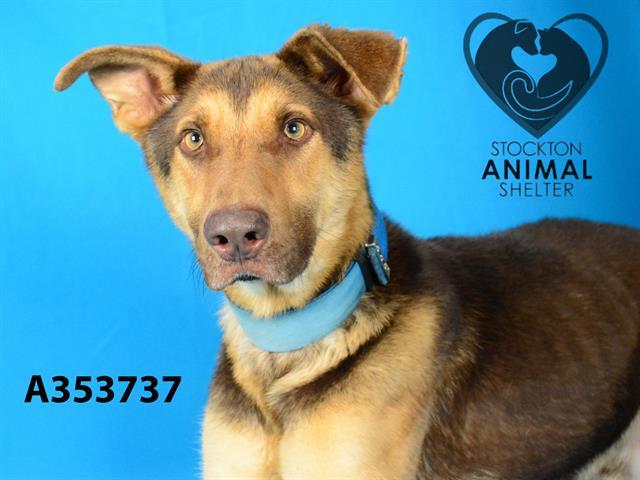 Enlarge PERCH, a Adoptable German Shepherd Dog in Stockton, CA image 1/1
