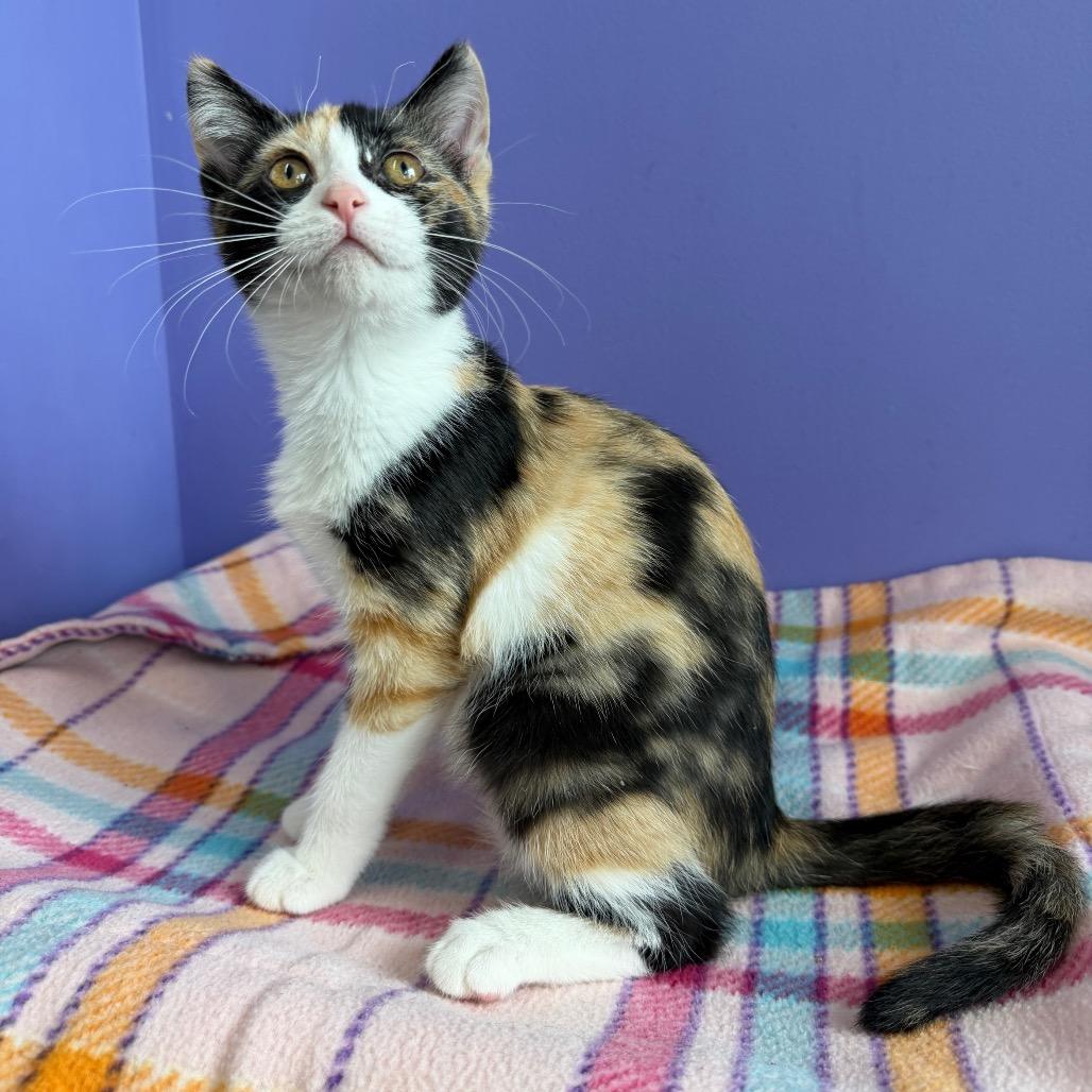 Dakota, Adoptable, Kitten Female Domestic Short Hair.