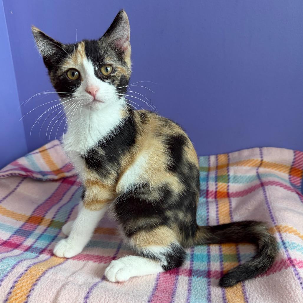 Enlarge Dakota, a Adoptable Domestic Short Hair in Mankato, MN image 2/2