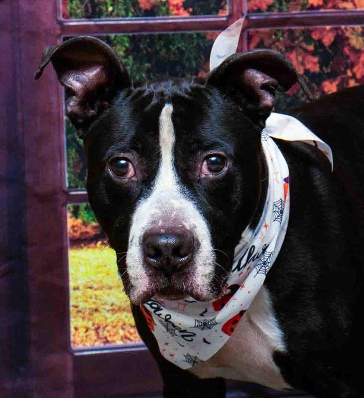 August, Adoptable, Adult Male Boxer.