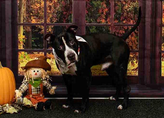 August, a Adoptable mixed breed in Sanford, FL image 3/3