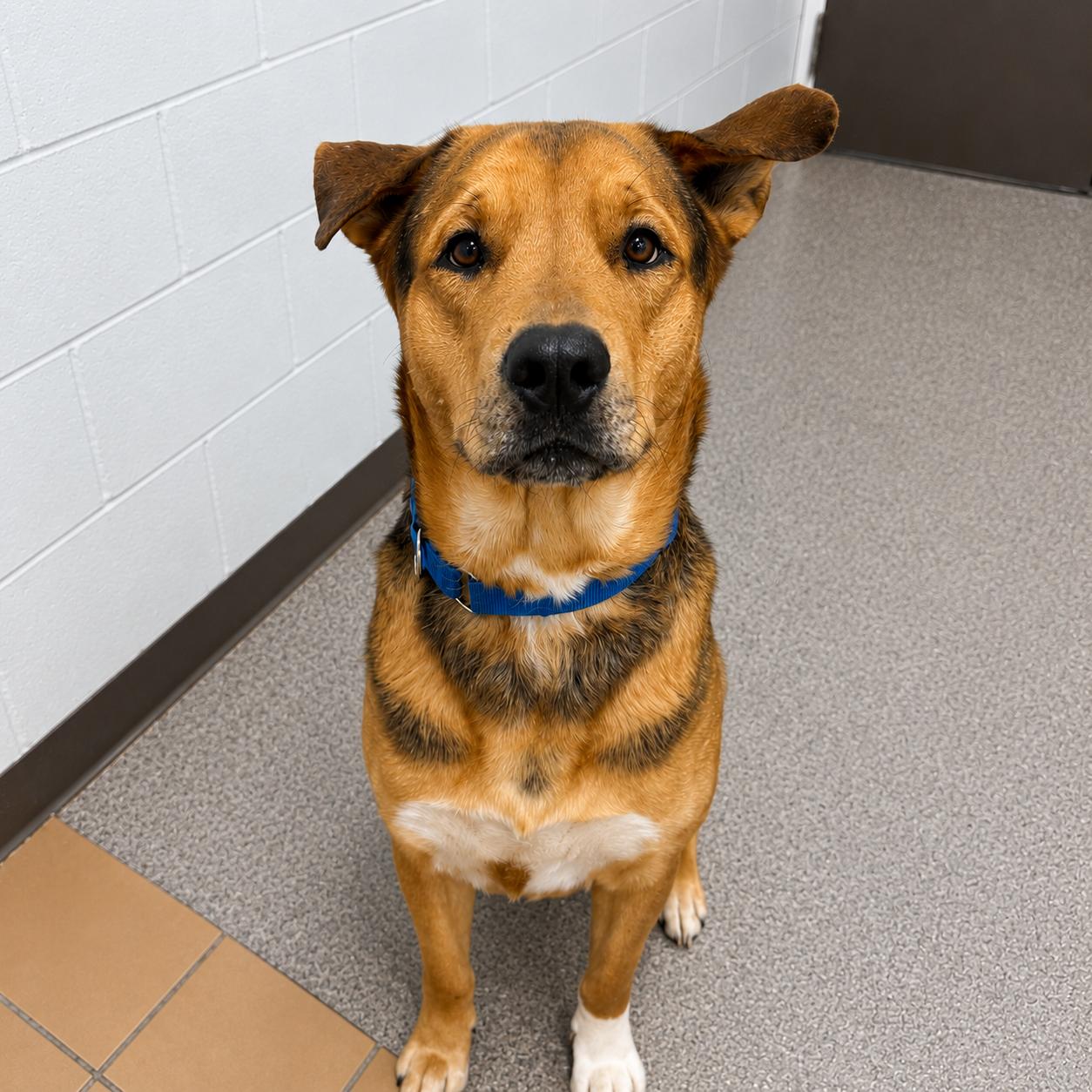 Tyson, adopted, Adult Male Mixed Breed.