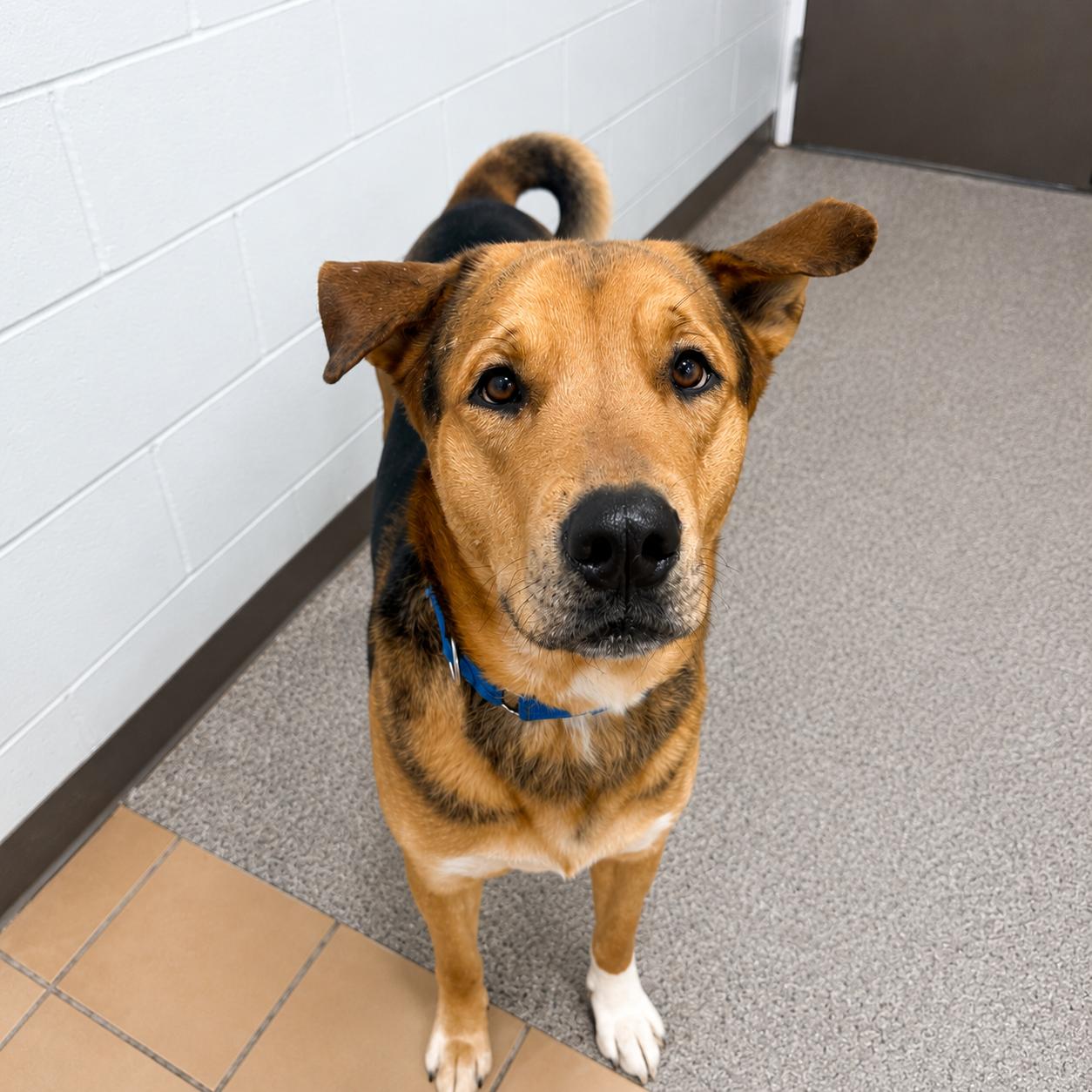 Enlarge Tyson, an adopted mixed breed in Sault Sainte Marie, MI image 2/2