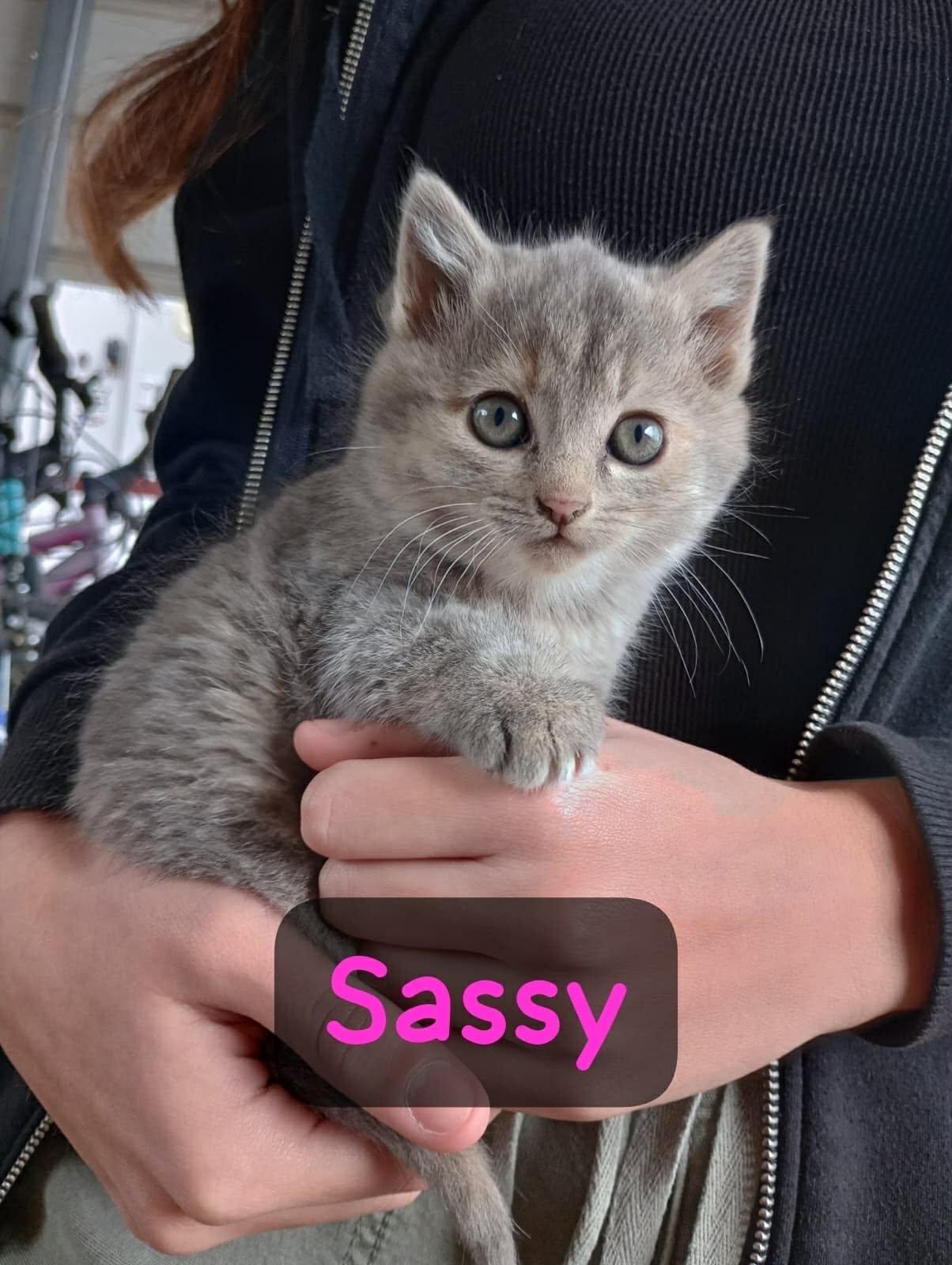 Sassy, Adopted, Young Female Domestic Medium Hair.