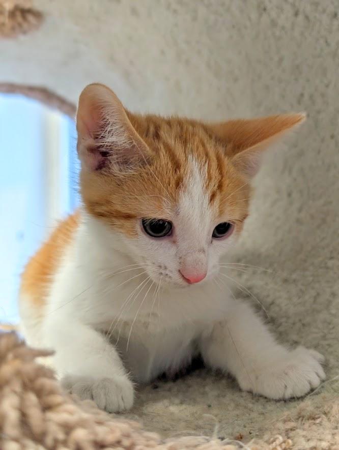 Laredo, Adoptable, Young Male Domestic Short Hair.