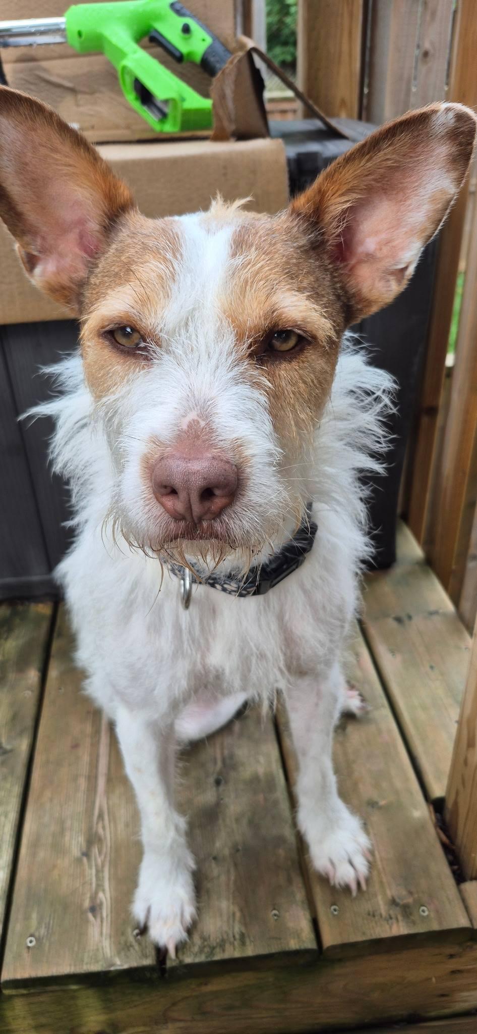Toby, a Adoptable Basenji in Woodstock, ON image 4/6