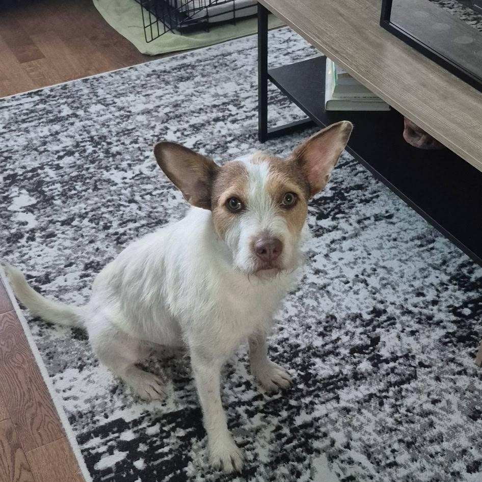 Toby, a Adoptable Basenji in Woodstock, ON image 3/6