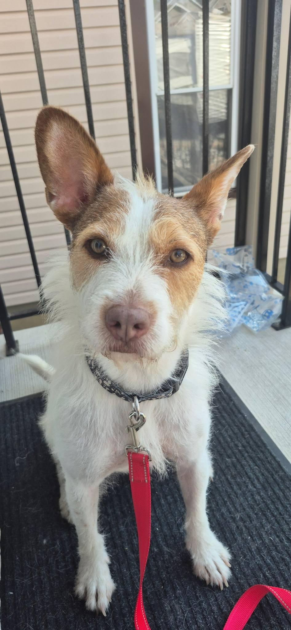 Toby, Adoptable, Adult Male Basenji.