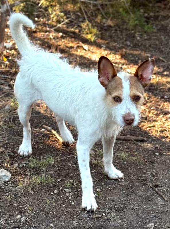 Toby, a Adoptable Basenji in Woodstock, ON image 6/6