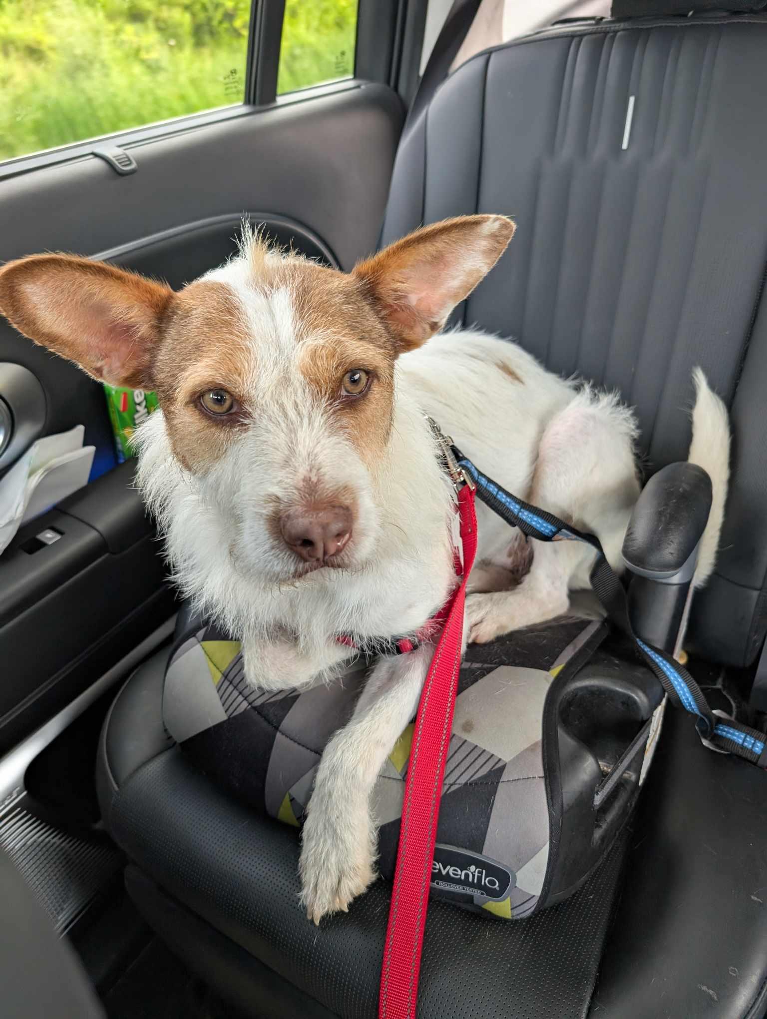 Toby, an adoptable Basenji in Woodstock, ON, N4S 7W1 | Photo Image 2
