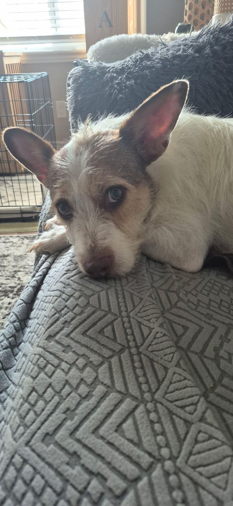 Toby, an adoptable Basenji in Woodstock, ON, N4S 7W1 | Photo Image 5