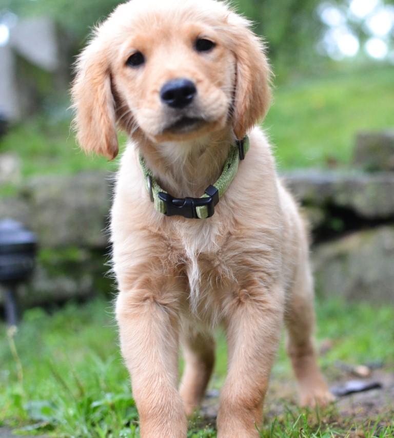 Enlarge Scout, an adopted Golden Retriever in White Plains, NY image 1/5