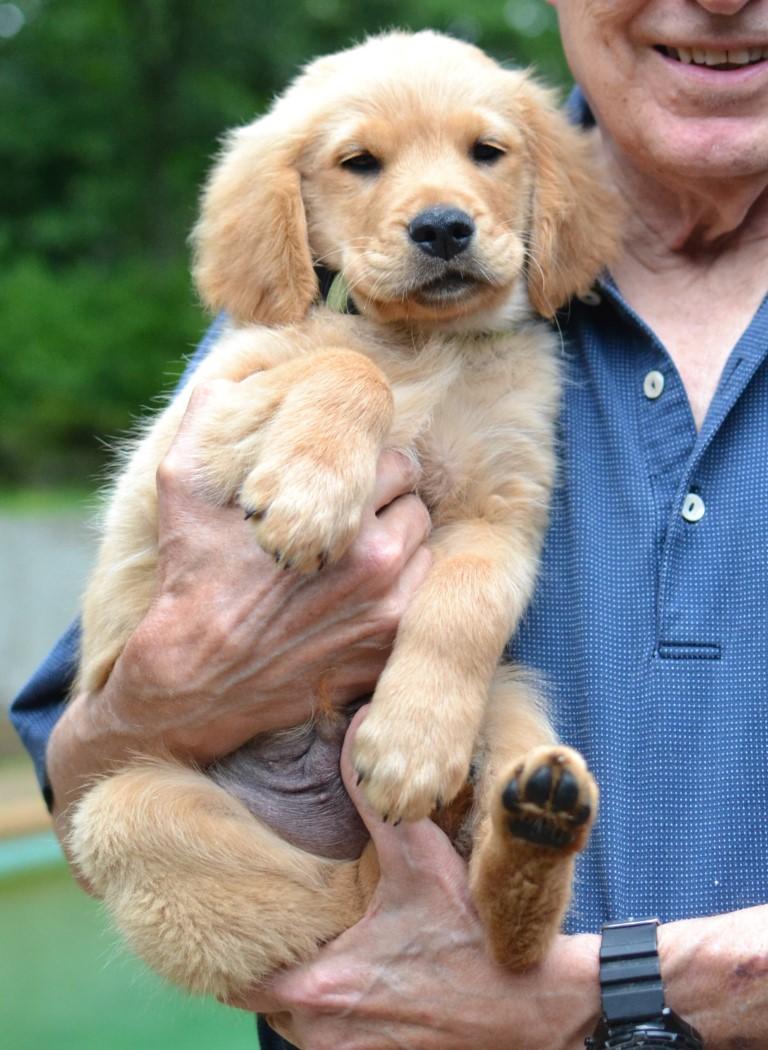 Enlarge Scout, an adopted Golden Retriever in White Plains, NY image 4/5