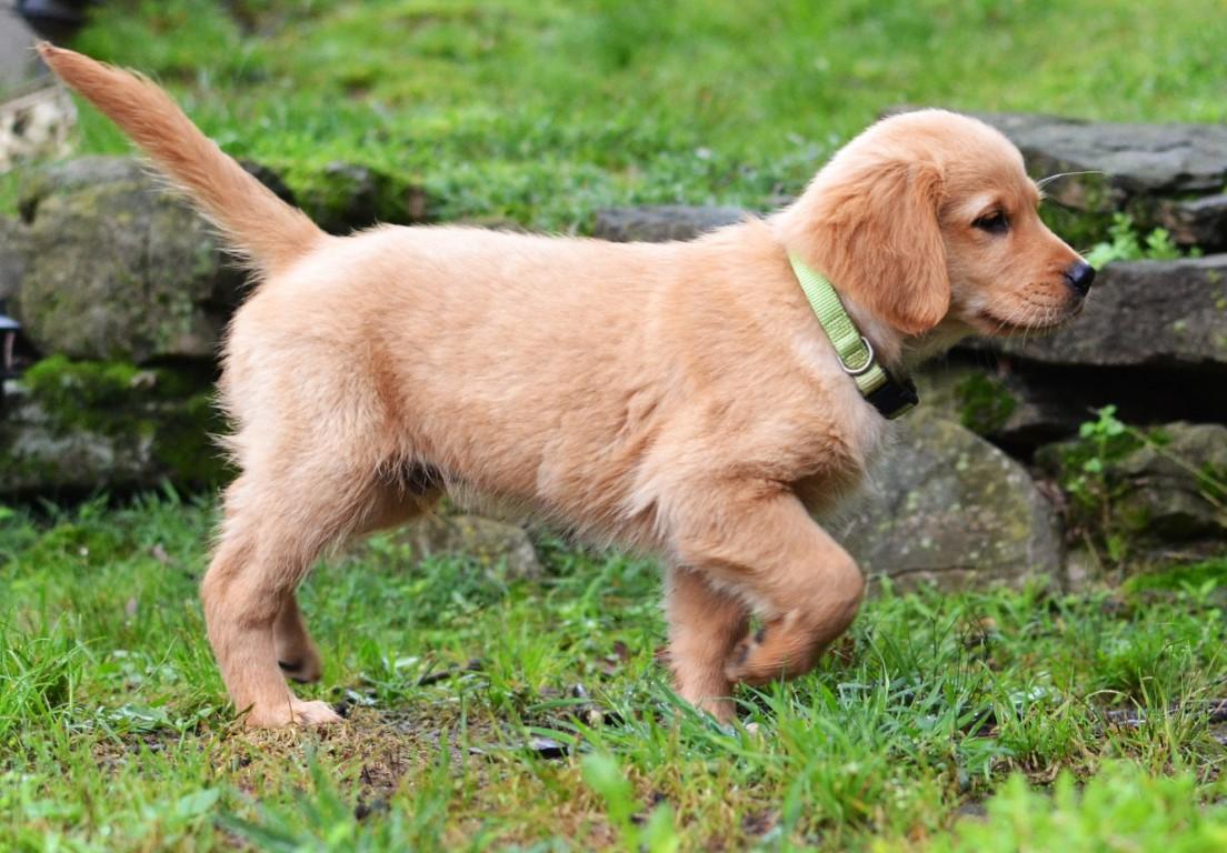Enlarge Scout, an adopted Golden Retriever in White Plains, NY image 2/5