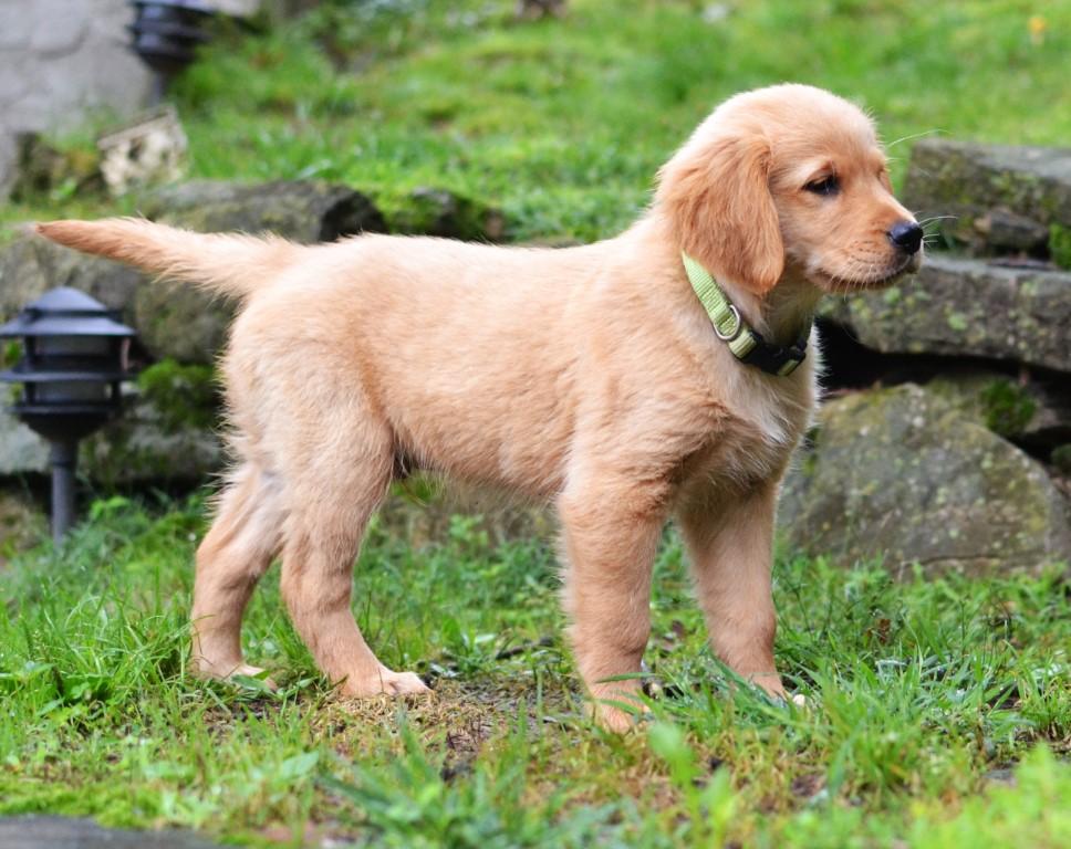 Enlarge Scout, an adopted Golden Retriever in White Plains, NY image 3/5