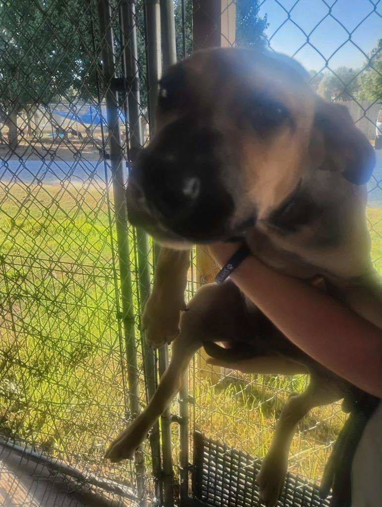 Elroy, Adoptable, Puppy Male Mixed Breed.